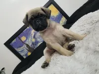 Peanut , a male Pug for sale in Orange, CA – 4 of 5