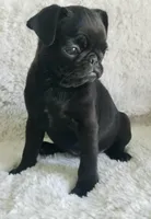 Blacky , a male Pug for sale in Orange, CA – 5 of 6