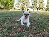 Palomita , a female Pug for sale in Orange, CA – 2 of 6