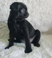 Blacky , a male Pug for sale in Orange, CA – 1 of 6