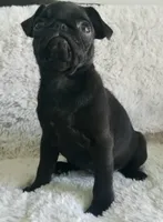 Blacky , a male Pug for sale in Orange, CA – 3 of 6