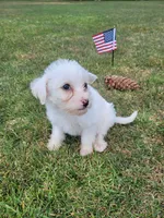 Maltipoo 1, a male Maltipoo for sale in Orange, CA – 4 of 9