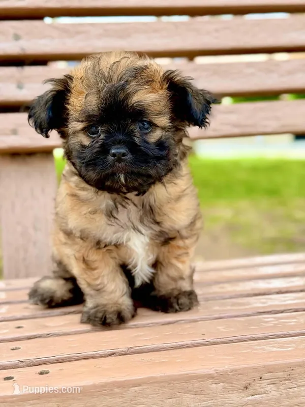 Puppy poodle 2 – Maltipoo puppy for sale in Orange, CA