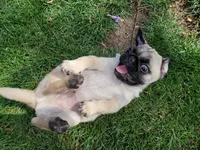 Puppy 2, a male Pug for sale in Orange, CA – 2 of 6