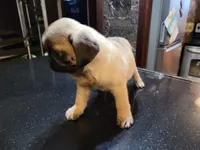 Peanut , a male Pug for sale in Orange, CA – 4 of 5
