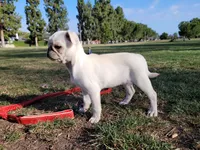 Palomita , a female Pug for sale in Orange, CA – 3 of 6