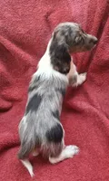 Violet Star AKC, a female Miniature Dachshund for sale in Ashland, OH – 4 of 8