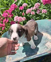 Snickers , a male Jack Russell Terrier and Miniature Dachshund for sale in Ashland, OH – 4 of 7