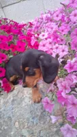 Oscar , a male Miniature Dachshund for sale in Ashland, OH – 4 of 8