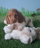 Ollie, a male Miniature Dachshund for sale in Ashland, OH – 4 of 8
