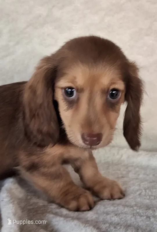 Mocha  – Miniature Dachshund puppy for sale in Ashland, OH