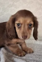 Mocha , a female Miniature Dachshund for sale in Ashland, OH – 1 of 7