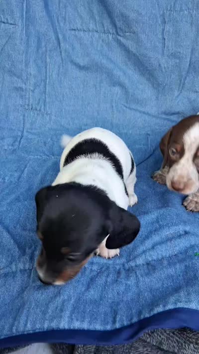 Milo, a male Miniature Dachshund for sale in Ashland, OH – 9 of 9