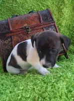 Zoe, a female Jack Russell Terrier and Miniature Dachshund for sale in Ashland, OH – 3 of 7