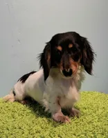 Arlo, a male Miniature Dachshund for sale in Ashland, OH – 7 of 9