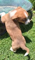 Peanut, a male Jack Russell Terrier and Miniature Dachshund for sale in Ashland, OH – 5 of 7