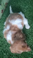 Ollie, a male Miniature Dachshund for sale in Ashland, OH – 3 of 8