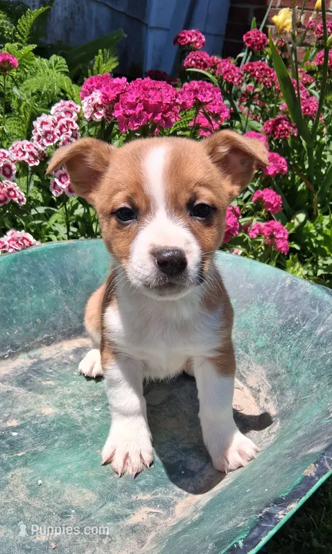 Peanut – Jack Russell Terrier, Miniature Dachshund puppy for sale in Ashland, OH