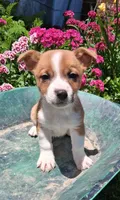 Peanut, a male Jack Russell Terrier and Miniature Dachshund for sale in Ashland, OH – 1 of 7
