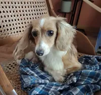 Violet Star AKC, a female Miniature Dachshund for sale in Ashland, OH – 8 of 8