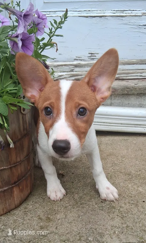 Fin – Jack Russell Terrier, Cardigan Welsh Corgi puppy for sale in Ashland, OH