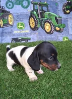 Snoopy , a male Miniature Dachshund for sale in Ashland, OH – 3 of 8