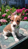 Pickles, a male Jack Russell Terrier and Miniature Dachshund for sale in Ashland, OH – 1 of 8