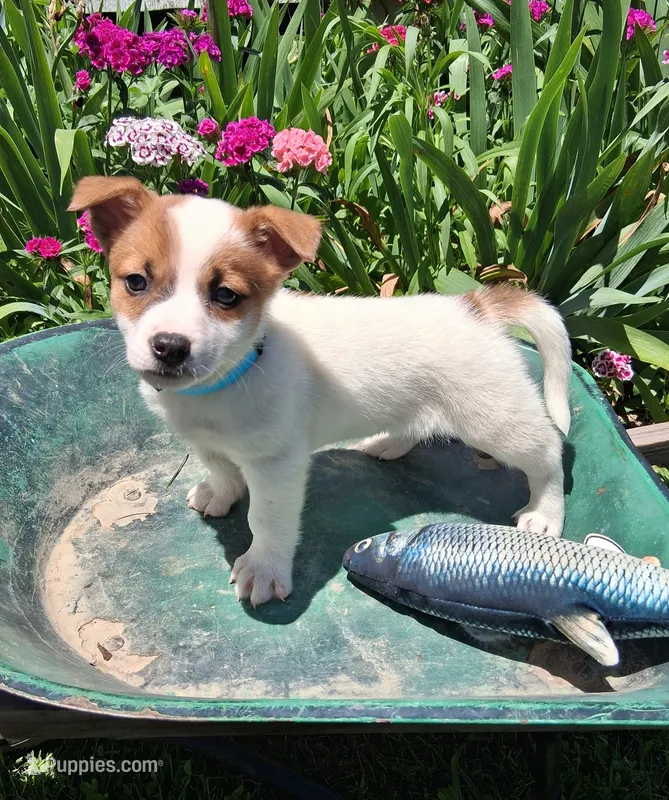Cracker Jack  – Jack Russell Terrier, Miniature Dachshund puppy for sale in Ashland, OH