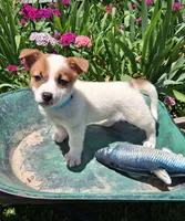 Cracker Jack , a male Jack Russell Terrier and Miniature Dachshund for sale in Ashland, OH – 1 of 7
