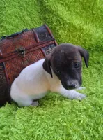 Tigger, a male Jack Russell Terrier and Miniature Dachshund for sale in Ashland, OH – 3 of 7