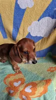 Ziggy, a male Miniature Dachshund for sale in Ashland, OH – 4 of 7