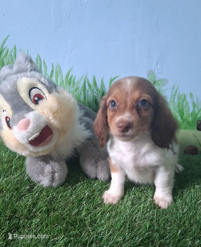 Milo – Miniature Dachshund puppy for sale in Ashland, OH