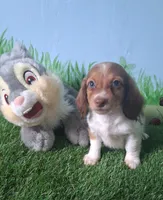 Milo, a male Miniature Dachshund for sale in Ashland, OH – 1 of 9