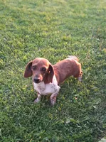 Darla, a female Jack Russell Terrier and Miniature Dachshund for sale in Ashland, OH – 9 of 9