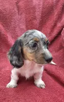 Violet Star AKC, a female Miniature Dachshund for sale in Ashland, OH – 6 of 8
