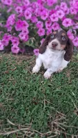 Candy, a male Miniature Dachshund for sale in Ashland, OH – 5 of 8