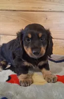 Chip, a male Miniature Dachshund for sale in Ashland, OH – 3 of 8
