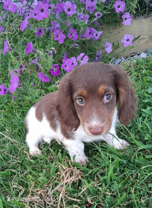 Rolo – Miniature Dachshund puppy for sale in Ashland, OH
