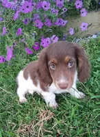 Rolo, a male Miniature Dachshund for sale in Ashland, OH – 1 of 8