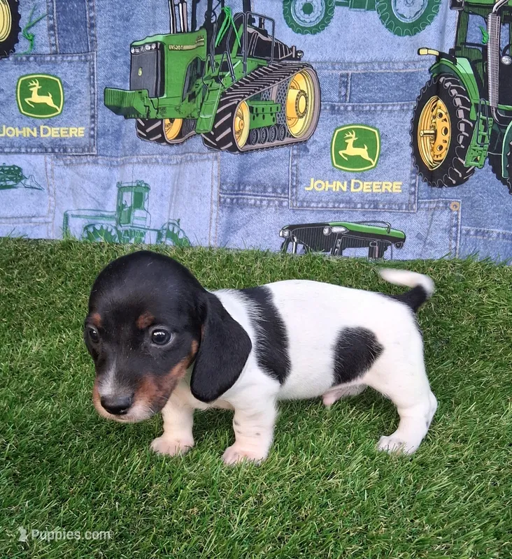 Snoopy  – Miniature Dachshund puppy for sale in Ashland, OH