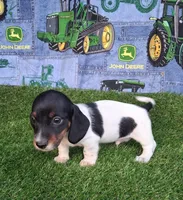 Snoopy , a male Miniature Dachshund for sale in Ashland, OH – 1 of 8
