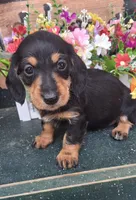 Sofia , a female Miniature Dachshund for sale in Ashland, OH – 2 of 7
