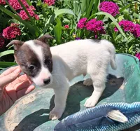 Noodles, a male Jack Russell Terrier and Miniature Dachshund for sale in Ashland, OH – 4 of 7