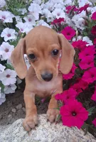  Dinky Slinky, a male Miniature Dachshund for sale in Ashland, OH – 5 of 7