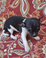 Cricket, a female Chihuahua and Toy Fox Terrier for sale in Ashland, OH – 3 of 6