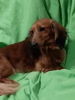 Chip, a male Miniature Dachshund for sale in Ashland, OH – 6 of 8