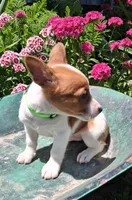 Pickles, a male Jack Russell Terrier and Miniature Dachshund for sale in Ashland, OH – 5 of 8