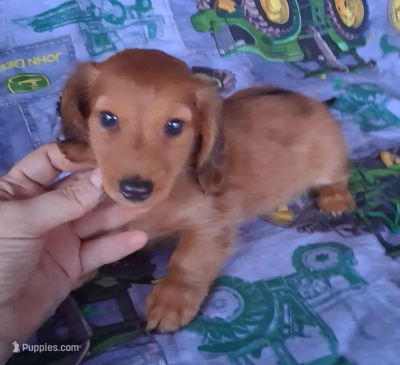 Pancake – Miniature Dachshund puppy for sale in Ashland, OH