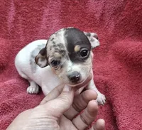 Specs, a male Chihuahua and Toy Fox Terrier for sale in Ashland, OH – 1 of 6