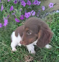 Rolo, a male Miniature Dachshund for sale in Ashland, OH – 4 of 8